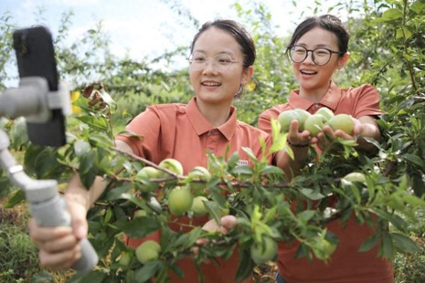 诚信优配 江西宜春：“红心主播”果园直播助农增收